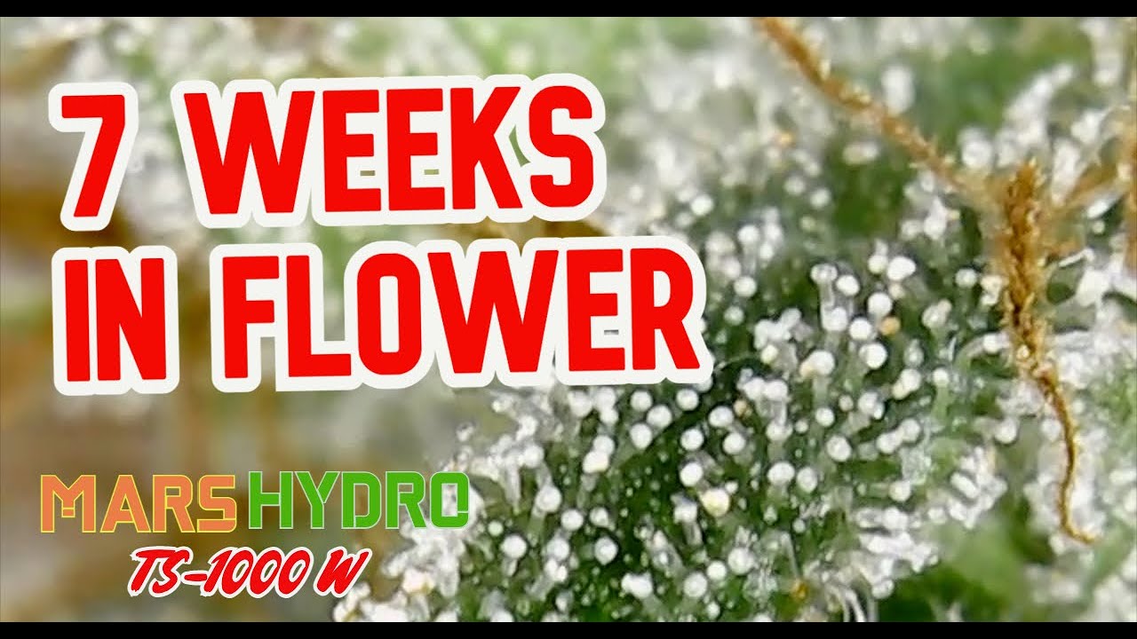 Cannabis Plant 7 Weeks in Flower / Bloom