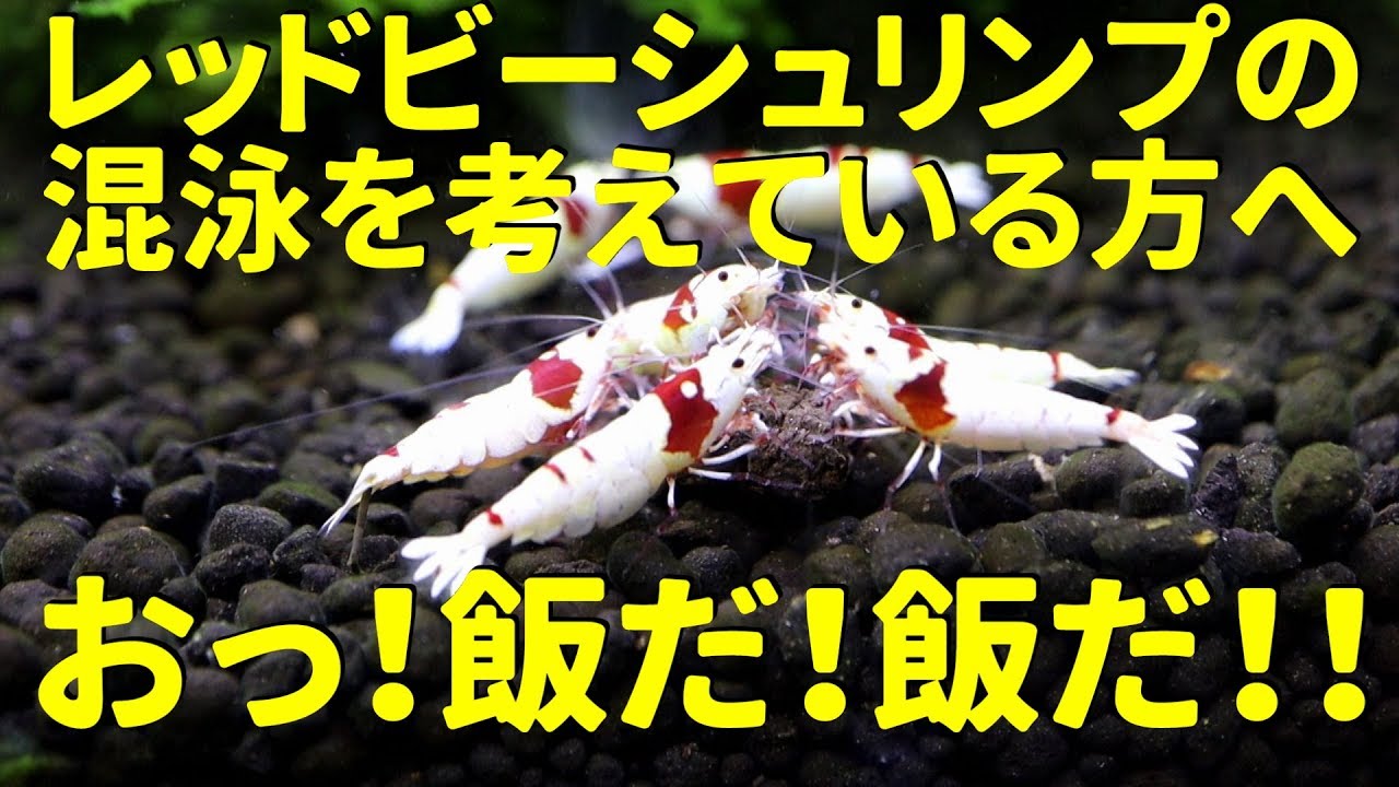 レッドビーシュリンプの混泳を考えている方へ【アクアリウム】