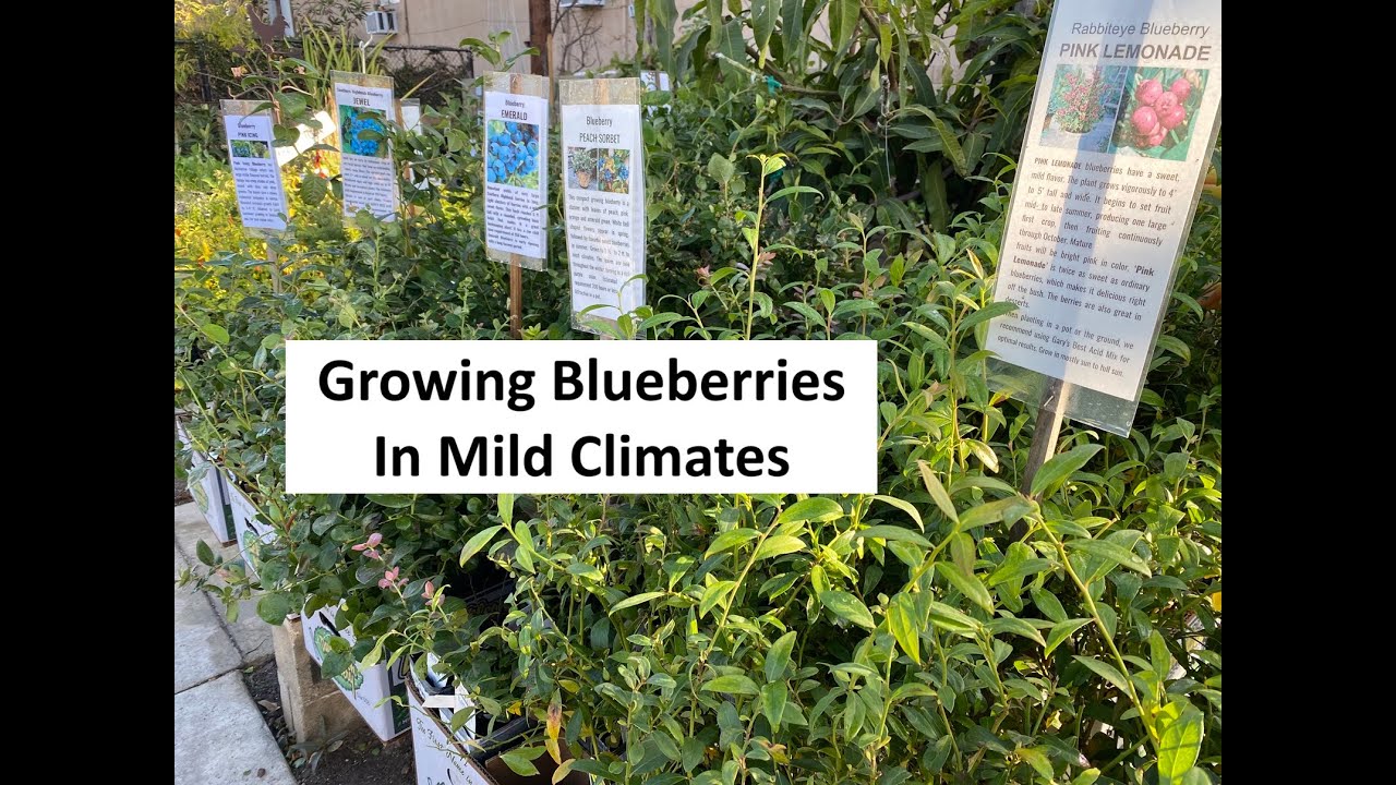 Growing Blueberries in Mild Climates