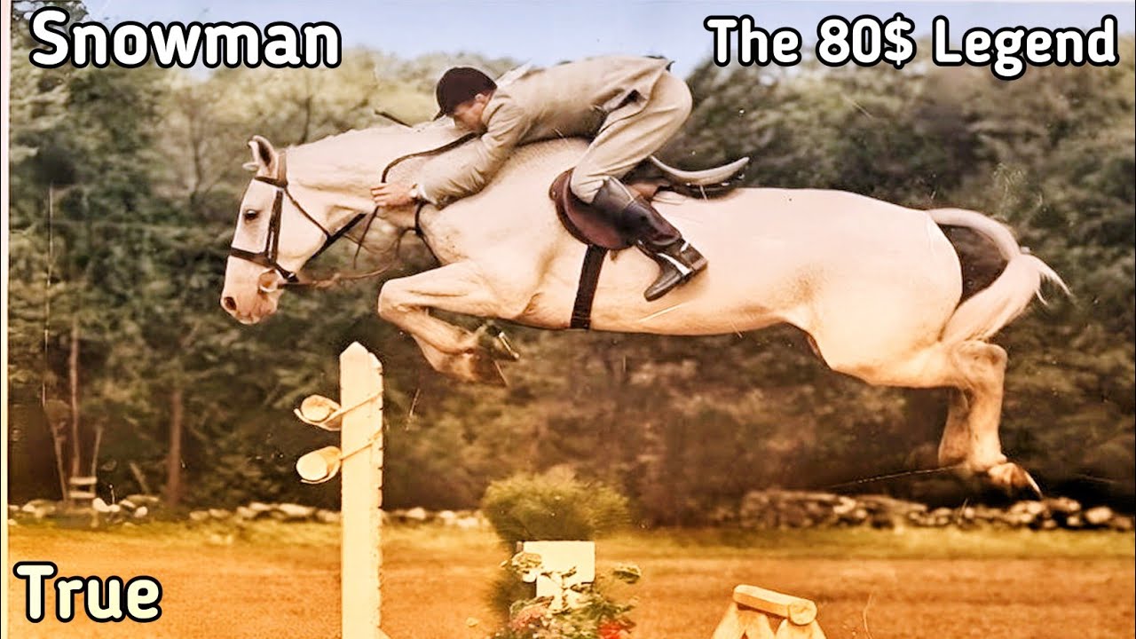 Snowman: The $80 Horse That Made History #horse #horsejumping