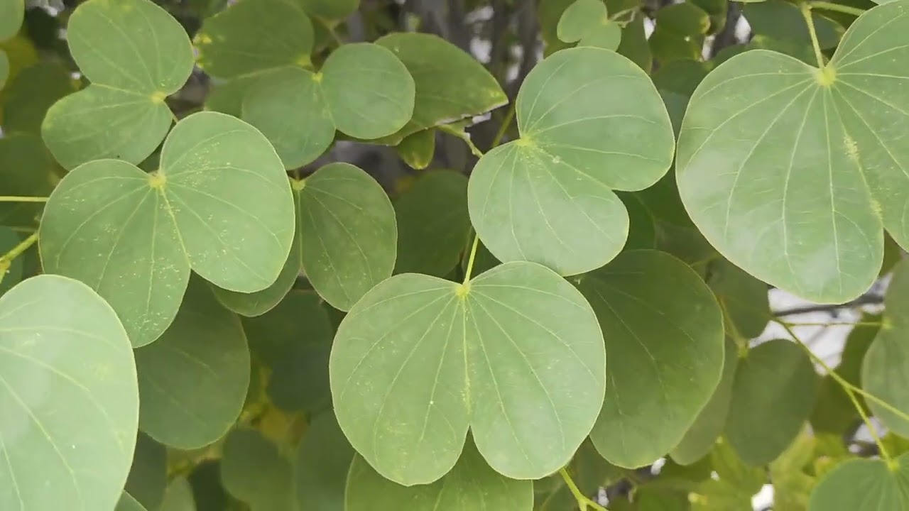خف الجمل -حافر البقر - البوهينا - عشبة الديابيطس - شجرة الأنسولين.Bauhinia تصويري من المعادي .
