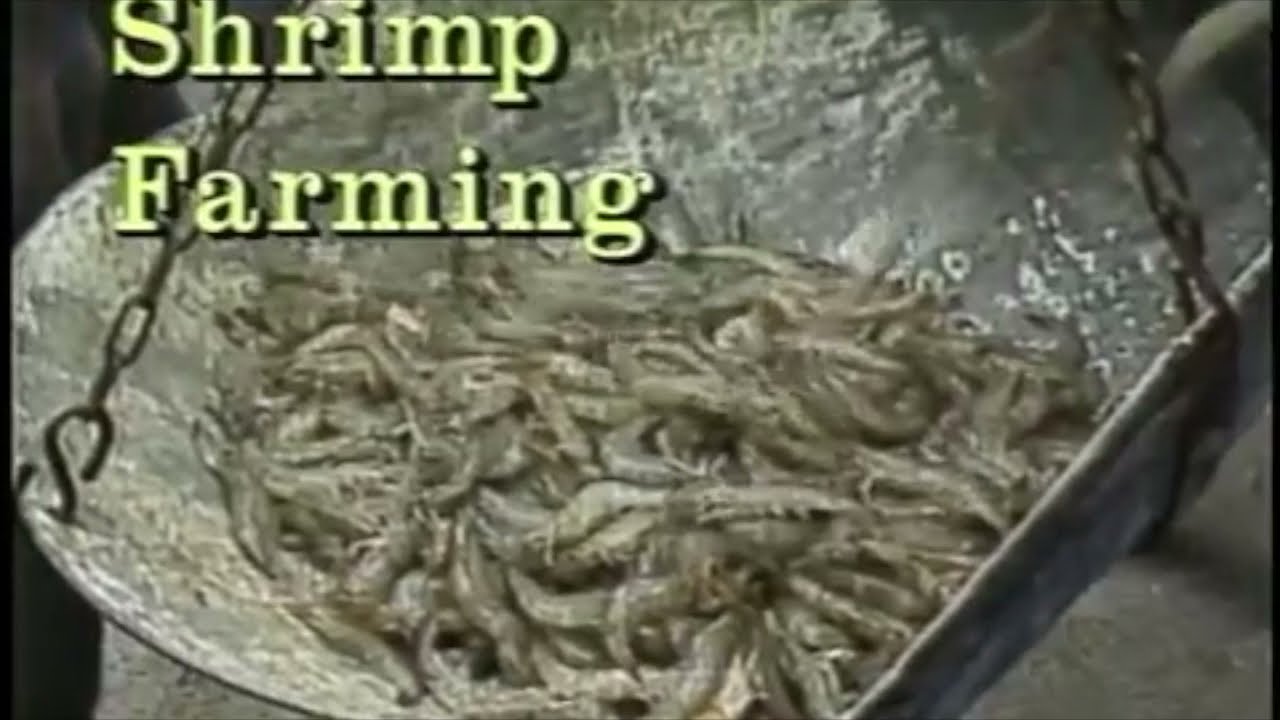 Shrimp Farming Documentary