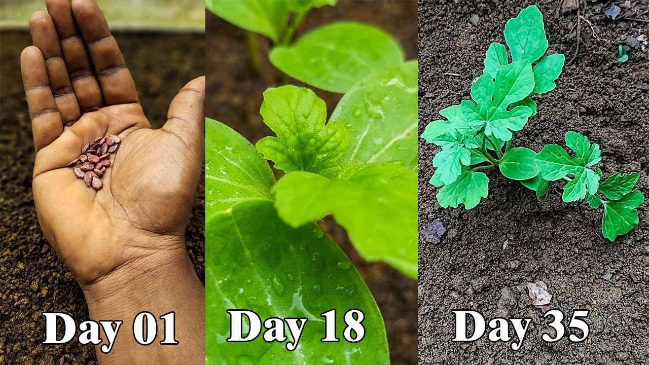 Watermelon Plant From Seeds | කොමඩු ඇට මගින් පැල ලබාගැනීම