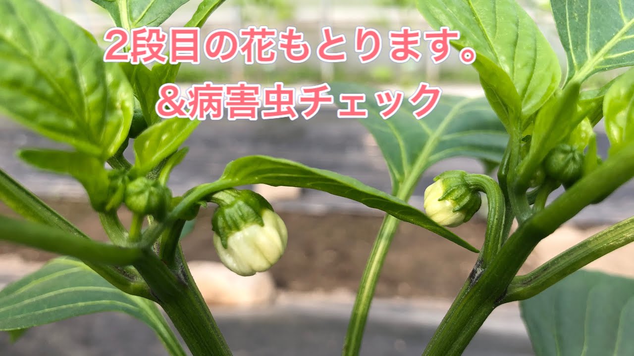 パプリカの栽培方法　その19  ２段目の花もとります。　パプリカの育て方