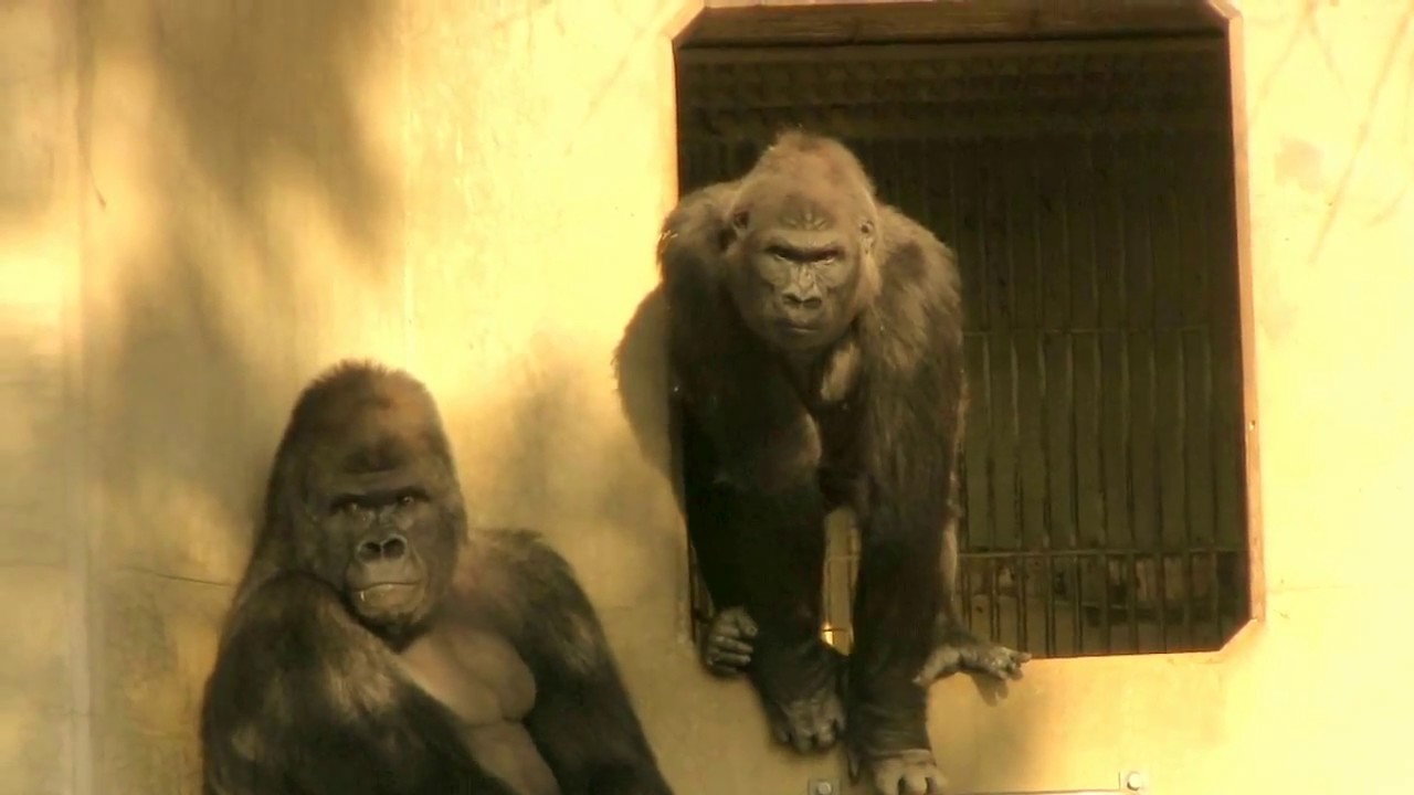 喧嘩したり仲良くしたり　シャバーニ&アイ③After fighting, reconciliation　Shabani＆Ai