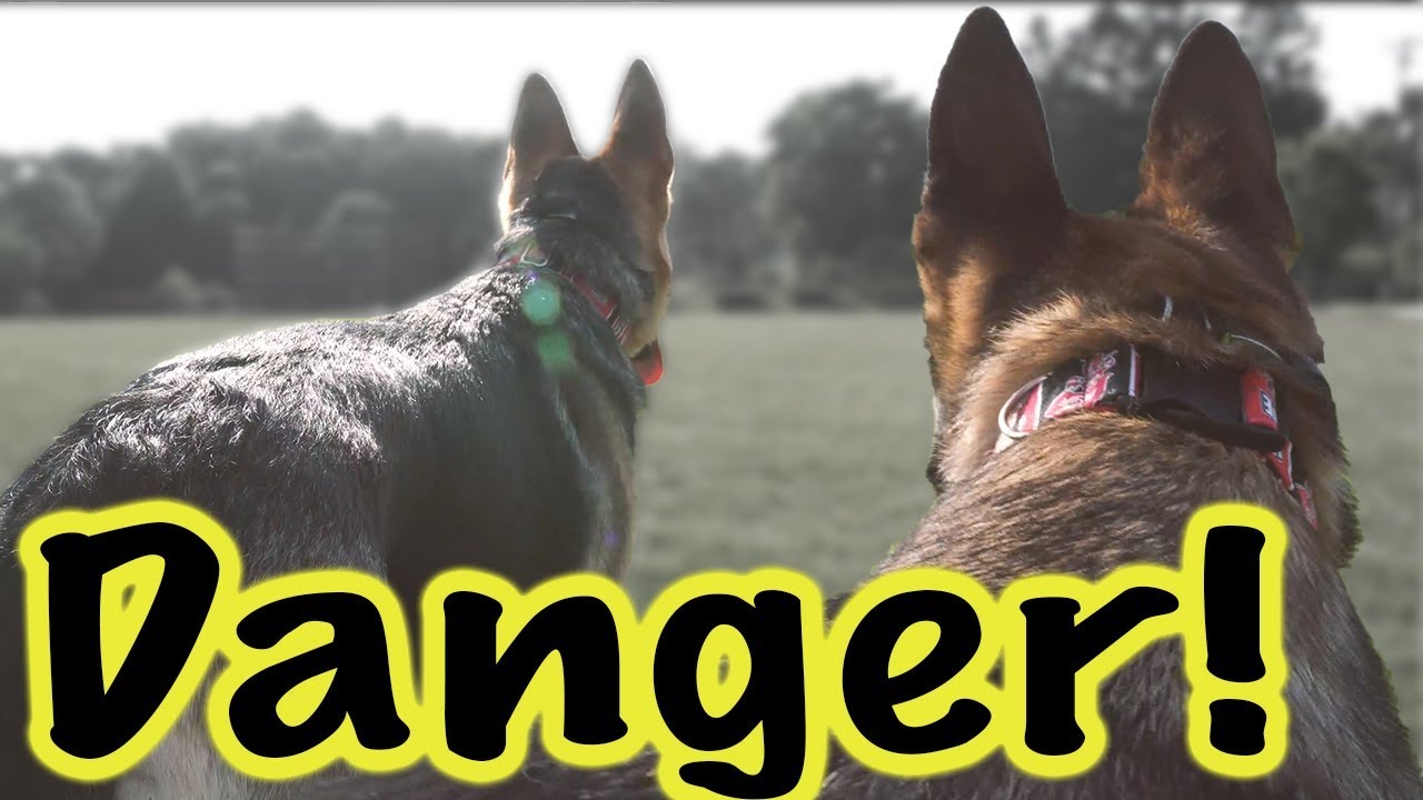 Humidity is Bad for German Shepherds