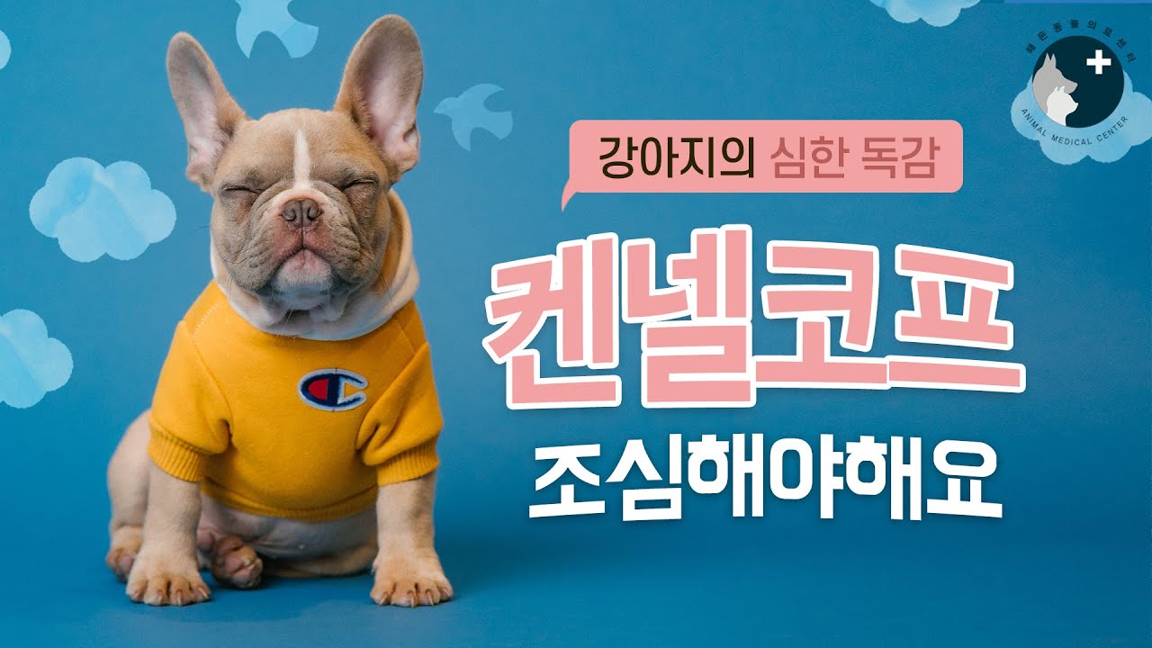강아지의 심한 독감 켄넬코프 조심하세요!