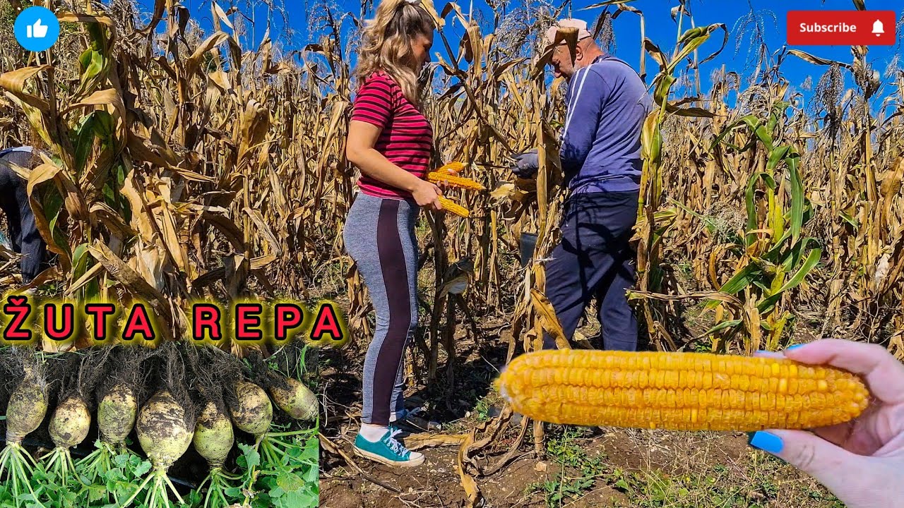 ŽETVA KUKURUZA,BERBA ŽUTE REPE I ČIŠĆENJE NJIVE💜
