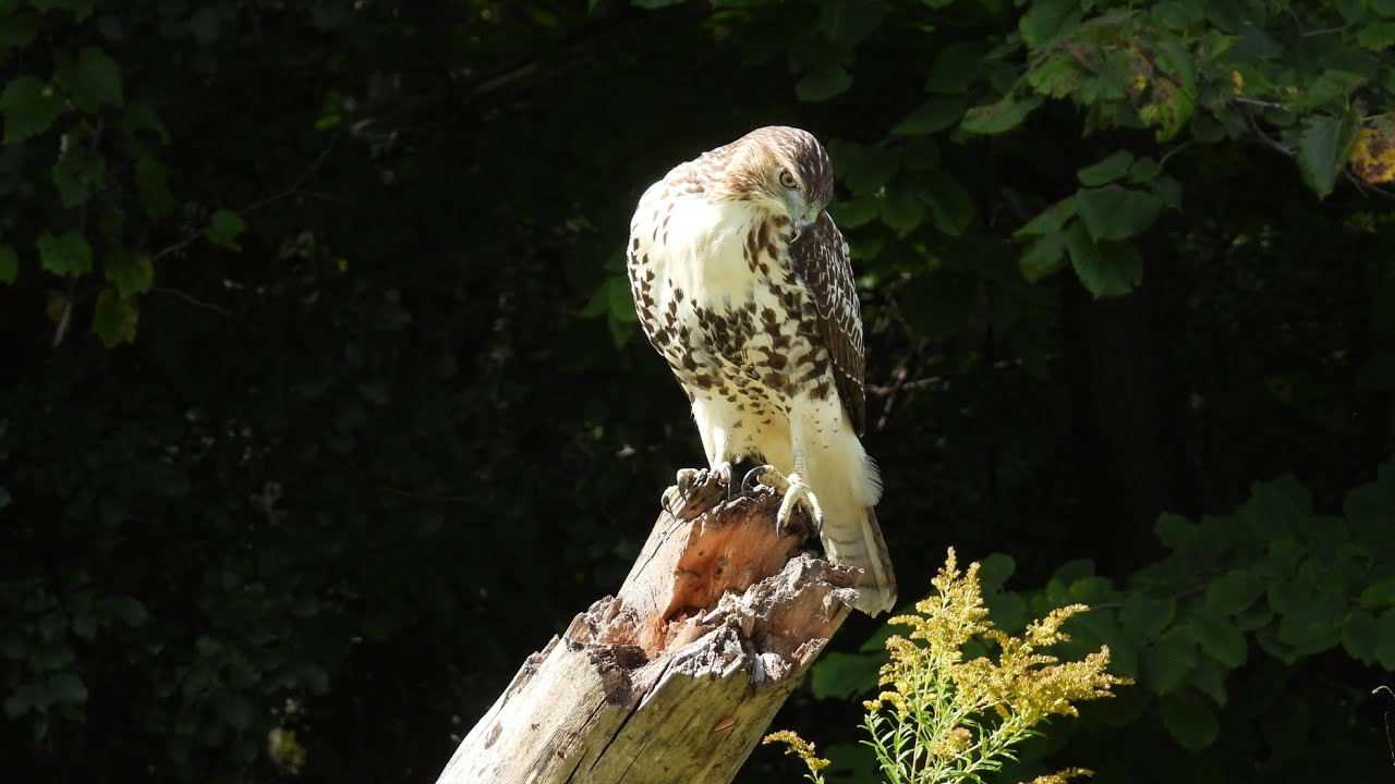 Nikon Coolpix p950. Fall birding in great Montreal. Les oiseaux et l’automne à grand Montréal