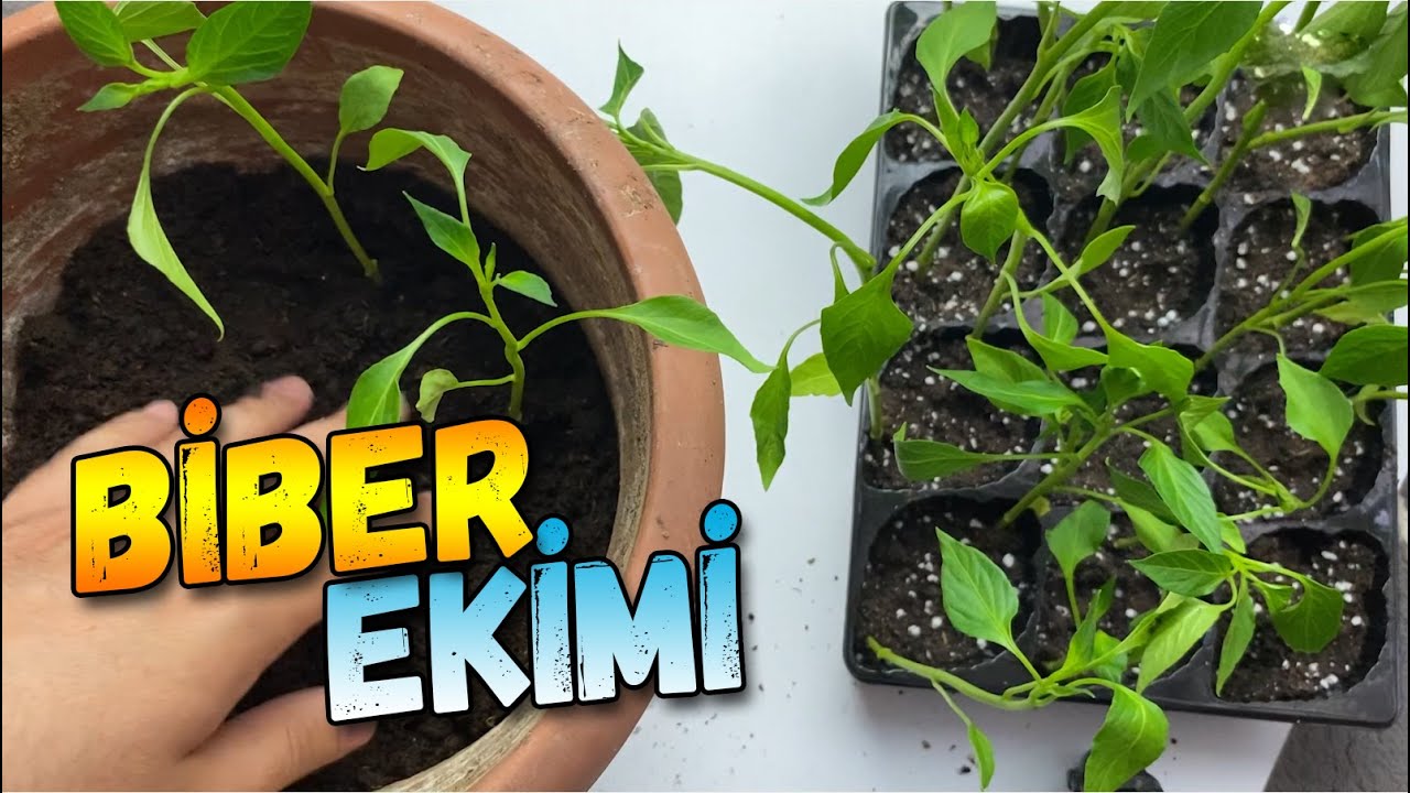 Biber Fidesi Ekimi Hakkında &Ouml;nemli Bilgiler