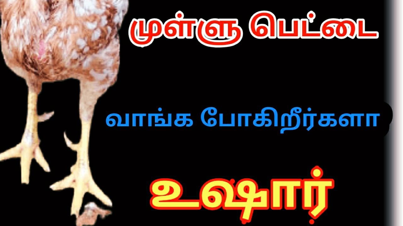 முள்ளு பெட்டை வாங்குவோர் கவனத்திற்கு...