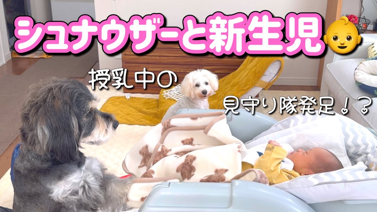 【犬と赤ちゃん】赤ちゃんに夢中なミニチュアシュナウザー