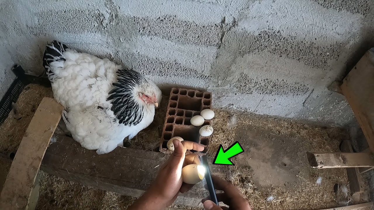 Boş Dolu Kontrolü Yaptık Gurk BRAHMA