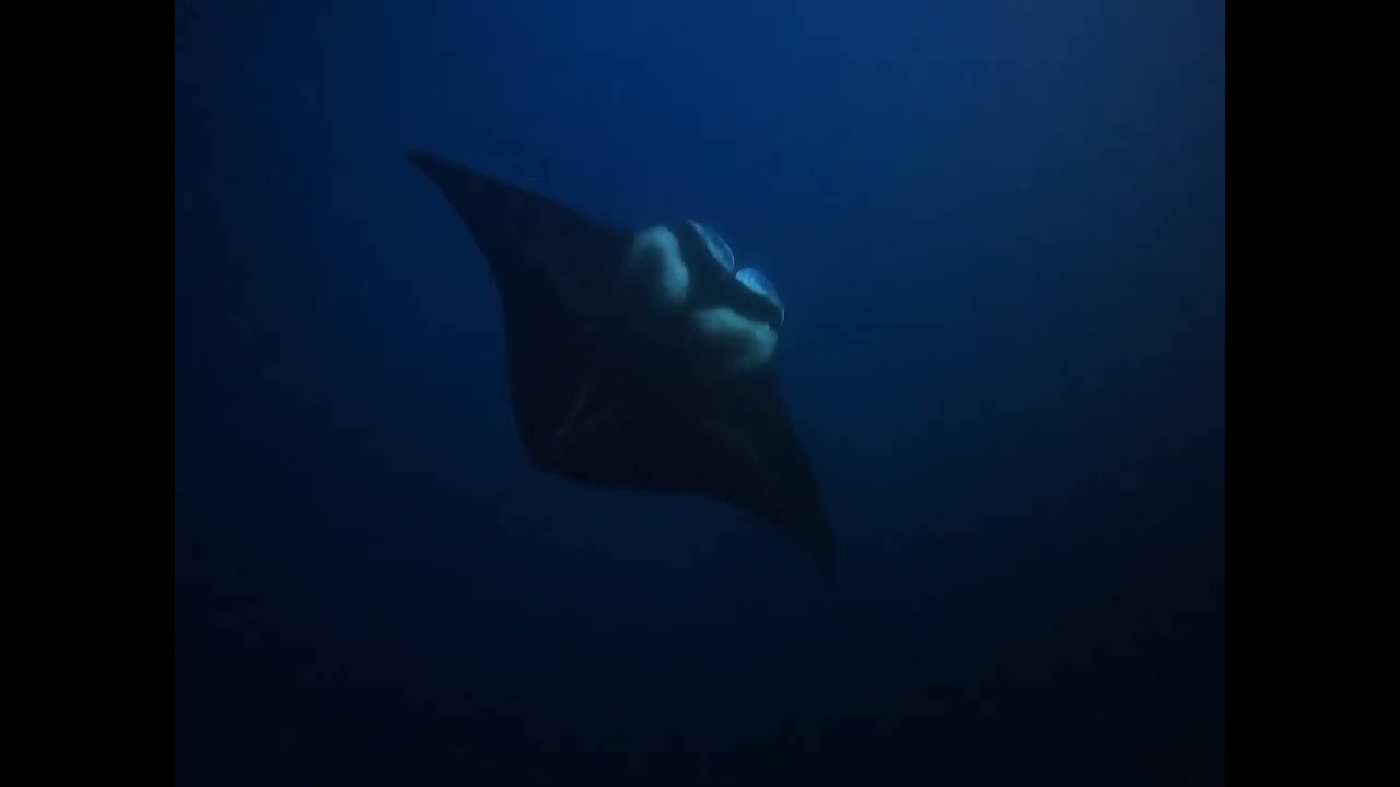 Manta ray in Hawaii - 2/16/2025