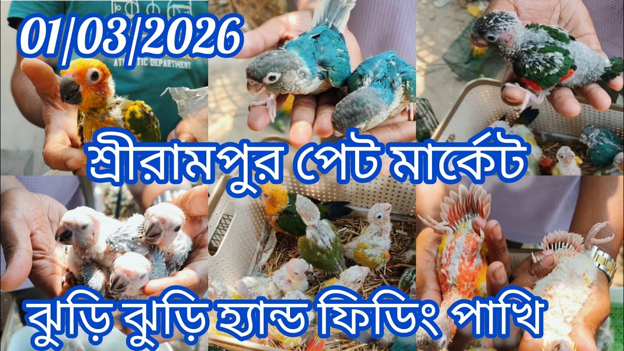 Current Exotic Birds Price Update 🦜Shrirampur Pet Market 🐦 01/03/2026🦜ঝুড়ি ঝুড়ি হ্যান্ড ফিডিং পাখি