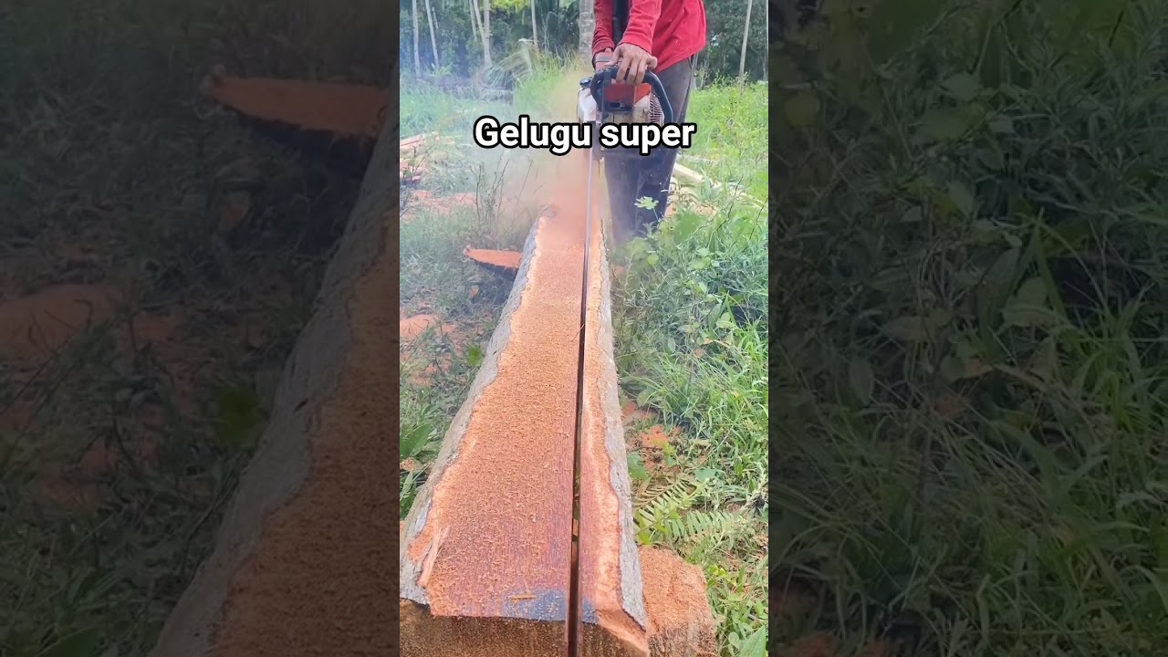 see the process of splitting coconut wood using a chainsaw #wood #woodworking #kayu