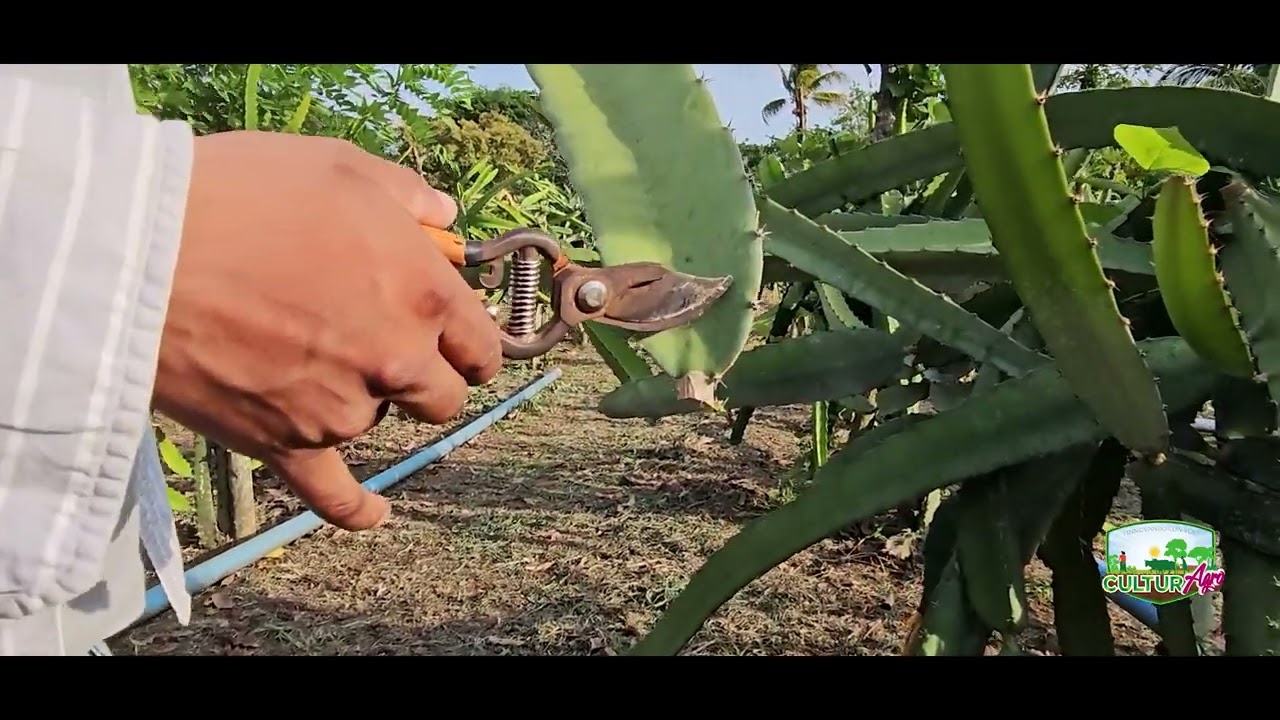 Técnicas para multiplicar material genético del Cultivo de Pitahaya #CulturAgroTV #INTA