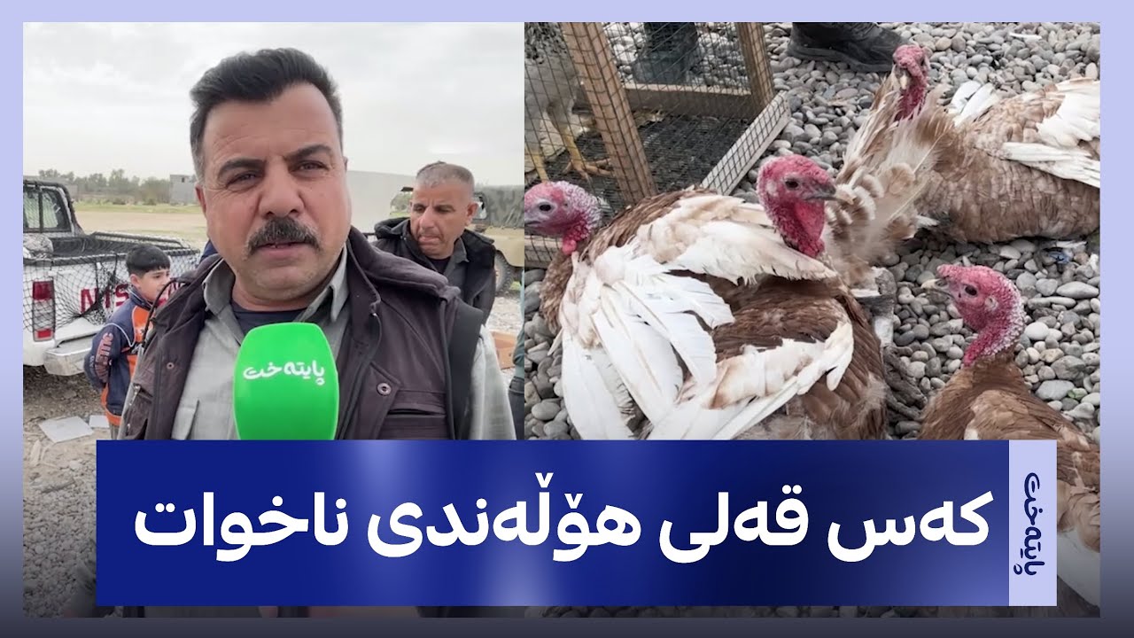 چووه‌ته‌ مه‌زادخانه‌ی كه‌لاره‌وه‌ و قه‌لێكی كوردی له‌ده‌سته‌، ده‌ڵێت: قه‌لی كوردی كیلۆی 10 هه‌زاره‌