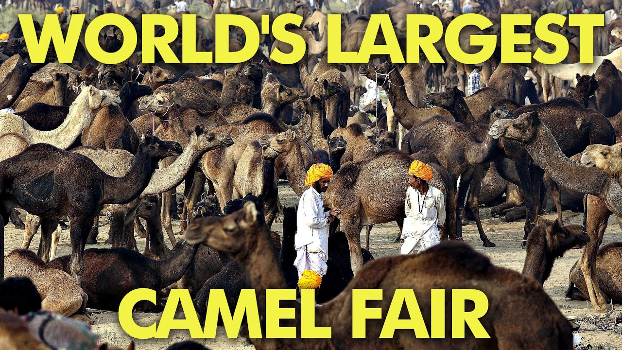 Culture Shock - Camel Fair | Pushkar, Rajasthan