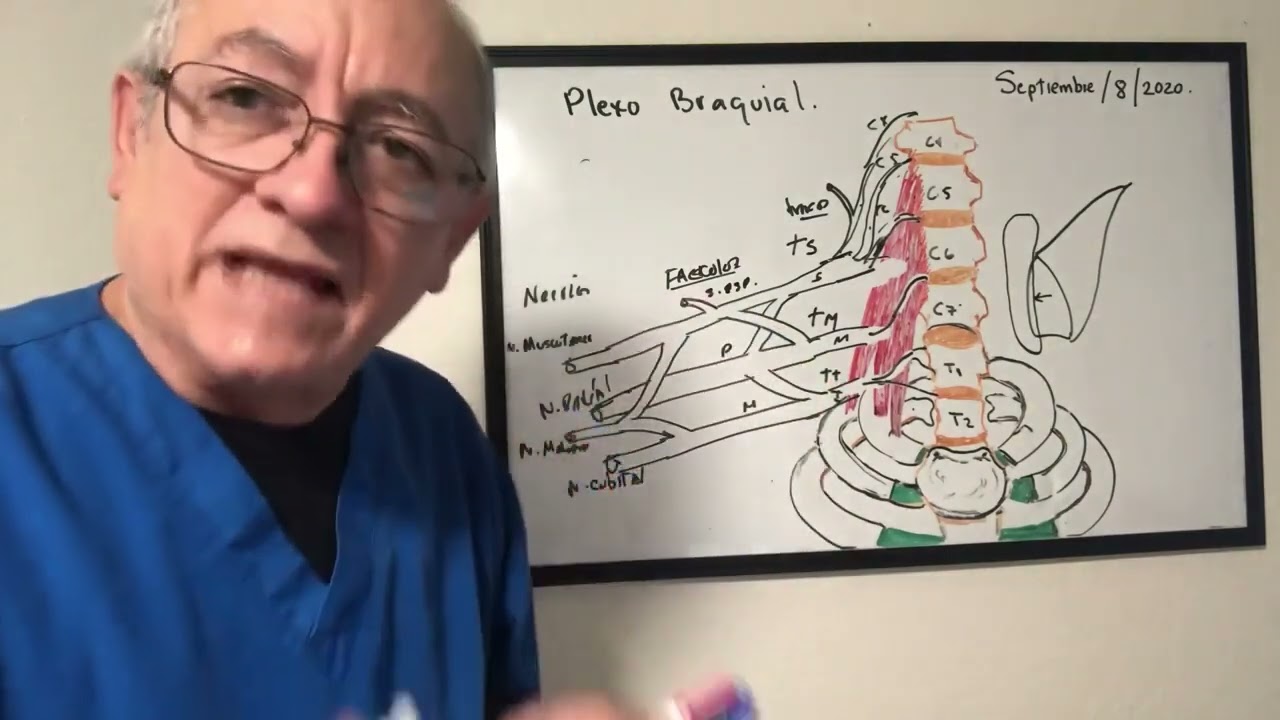 Nervios del plexo braquial. Parálisis de Duchenne y Klumpke