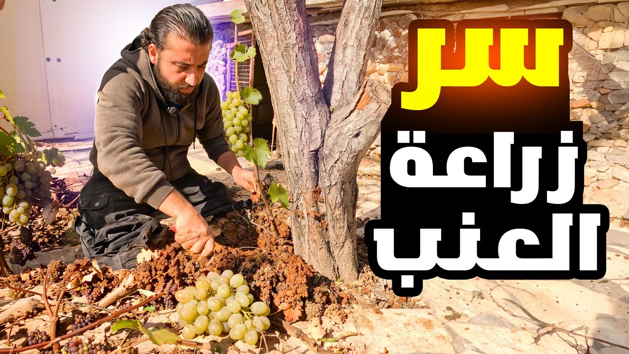 طريقتي في زراعة العنب ثم تحضير اطيب غداء سوري تقليدي