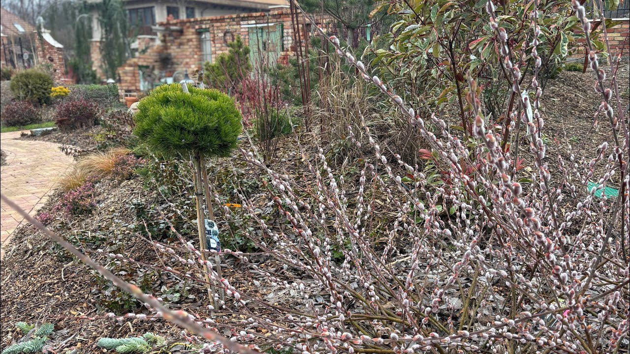 Februári kerttúra videó+ lágyszárú évelők metszése+ marhatrágya granulátum kijuttatása 