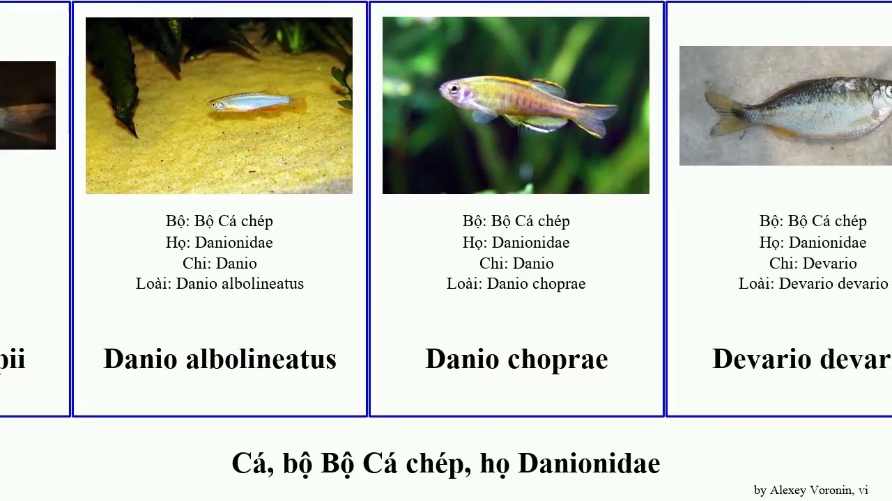 C&aacute;, bộ Bộ C&aacute; ch&eacute;p, họ Danionidae fish tong linh Devario v&agrave;ng aesculapii Chris Haugen Vinyasa chỉ
