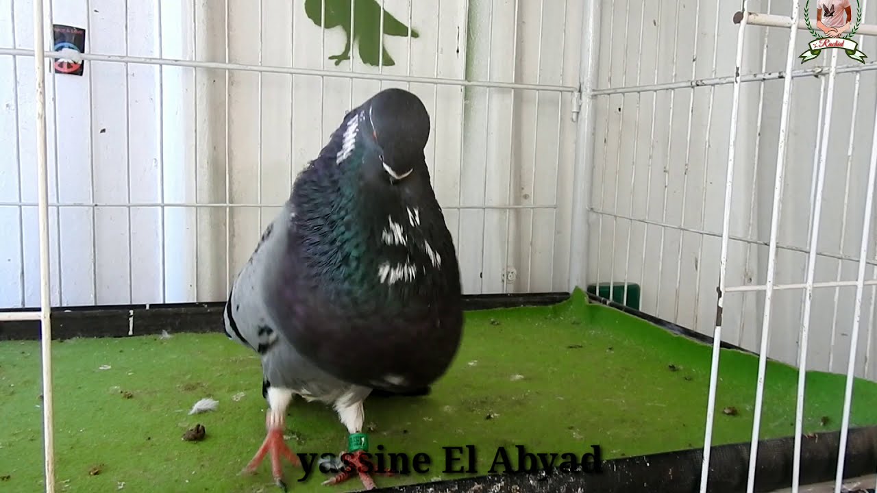 El buchon canario Yassine El Abyad