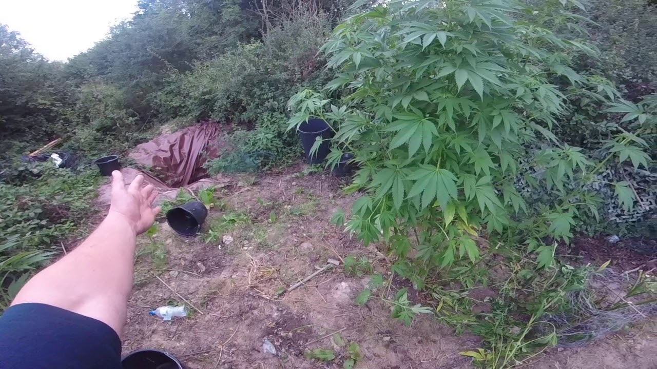 guerilla grow uk outdoor warrior