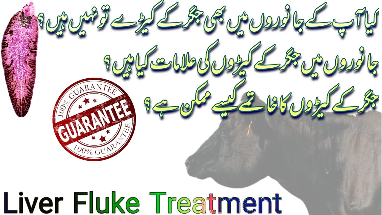 Liver Fluke-Fasciola Hepatica in animals |Bottle Jaw | Causes,Signs and Symptoms | Treatment