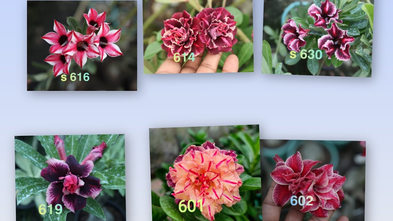 Adenium offer sale... 100 rupees plants #adenium #plantlovers 