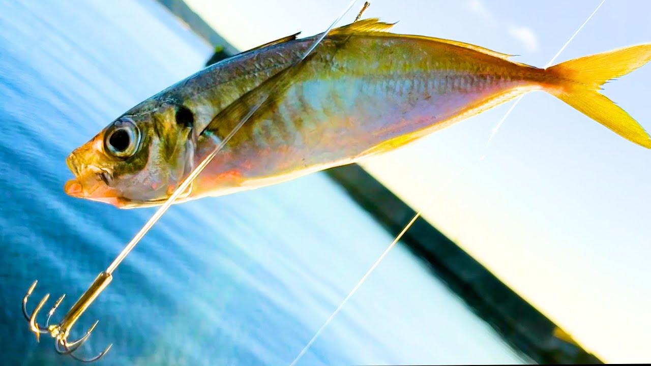 現地調達のアジを餌にするウキ釣りに気が狂うアオリイカ