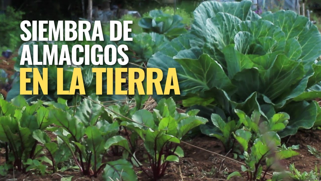 Siembra en diciembre. Primer día de Verano