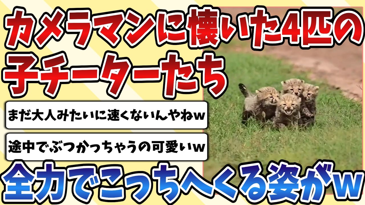 【2ch動物スレ】マッマのお知り合いのカメラマンに懐いた4匹の子供【チーター】が全速力でこっちに向かってくるもあまり速くなくて可愛すぎるｗｗｗ