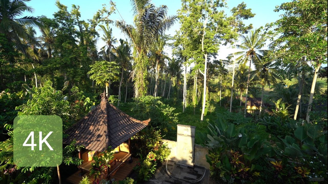 [4K Bali] Ubud, ASMR, 발리 우붓 아침풍경, 자연음향,  morning scene, nature sound, 1H relaxation film, 1시간 휴식영상