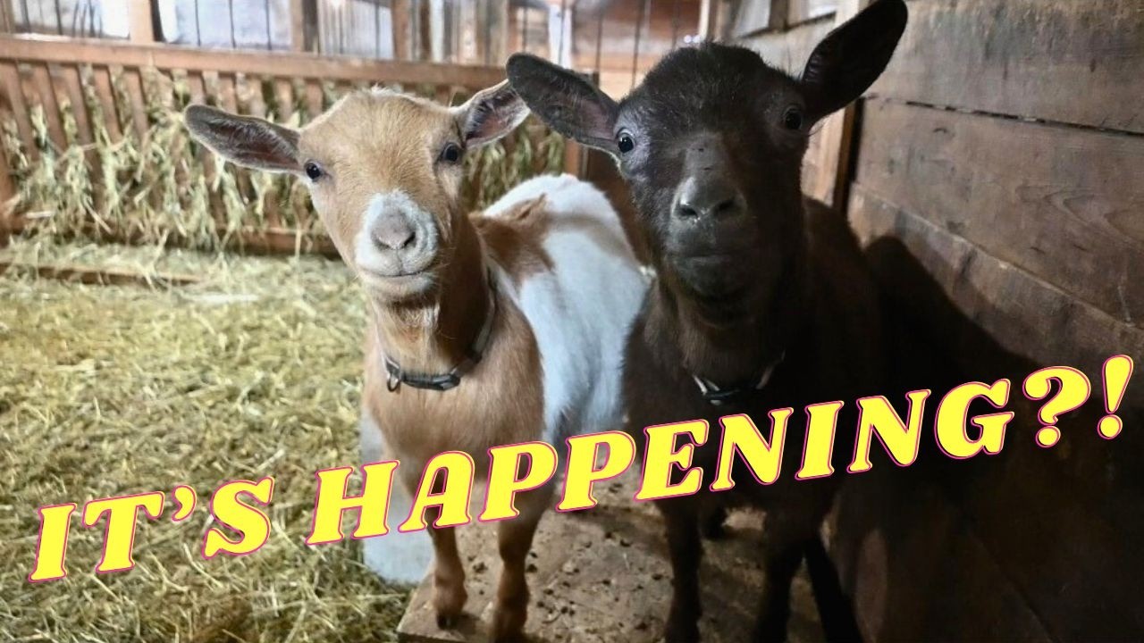 ARE These GOATS Finally In LABOUR?