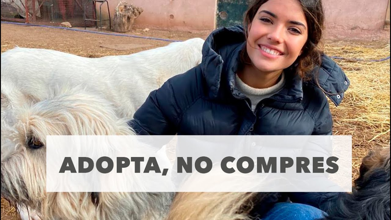 Lo Que No Te Cuentan de Comprar Animales