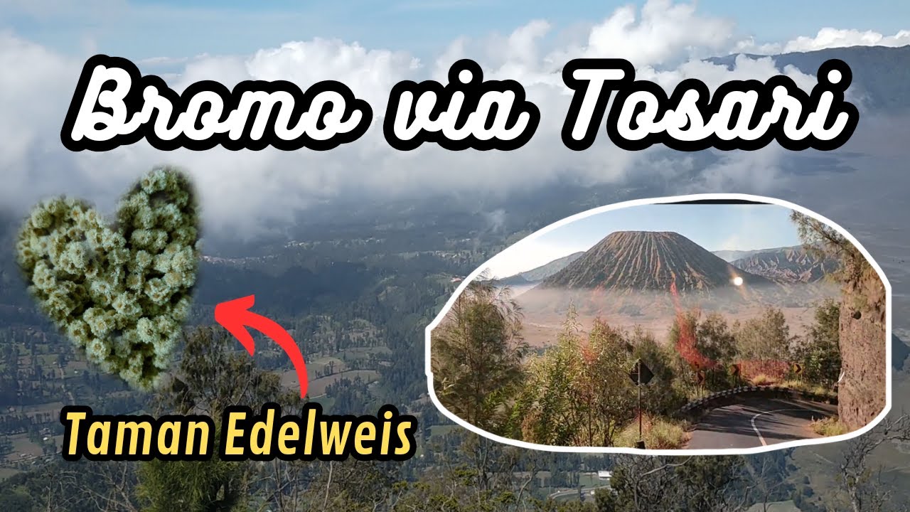 Perjalanan ke Bromo via Pasuruan - Tosari || Rekomendasi Tempat Wisata dan Penginapan di Bromo