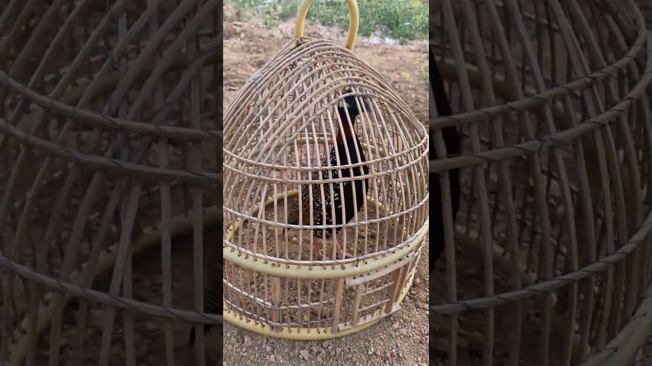 The Best Hunting videos New