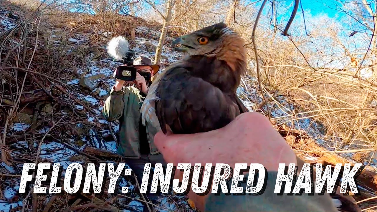 Felony Charges Hawk Shot | Raptor Rescue | Wildlife Command Center - Ep. 6