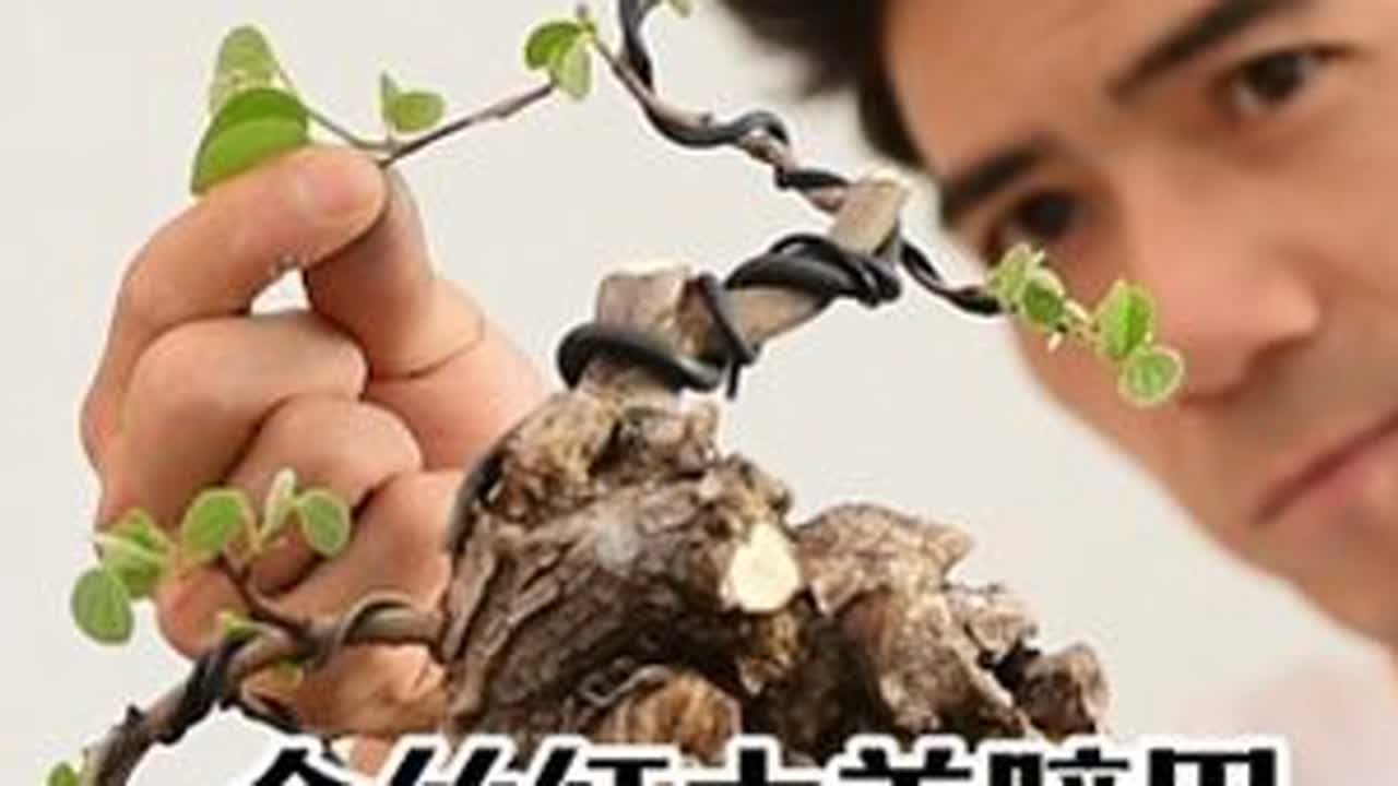 金丝红木羊蹄甲 云南被低估的盆景树种之一。#金丝红木羊蹄甲 #羊蹄甲盆景 #盆景修剪 #盆景造型 #盆景艺术