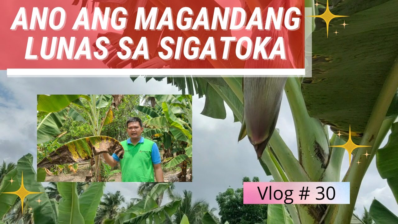 Ano ang magandang lunas sa sigatoka