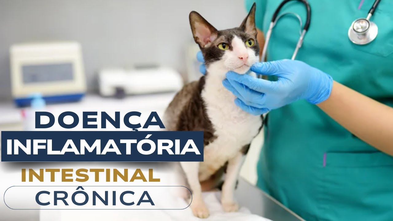 DOENÇA INFLATÓRIA INTESTINAL CRÔNICA | CATS ACADEMY PRO