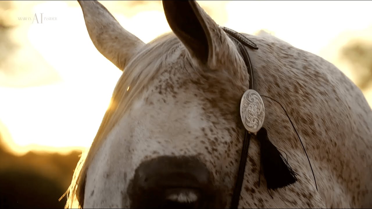 💥 PERFINKA x FA EL RASHEEM EMBRYO 💥⁣ Once in a Lifetime Auction organized by Royal Arabians, 2022