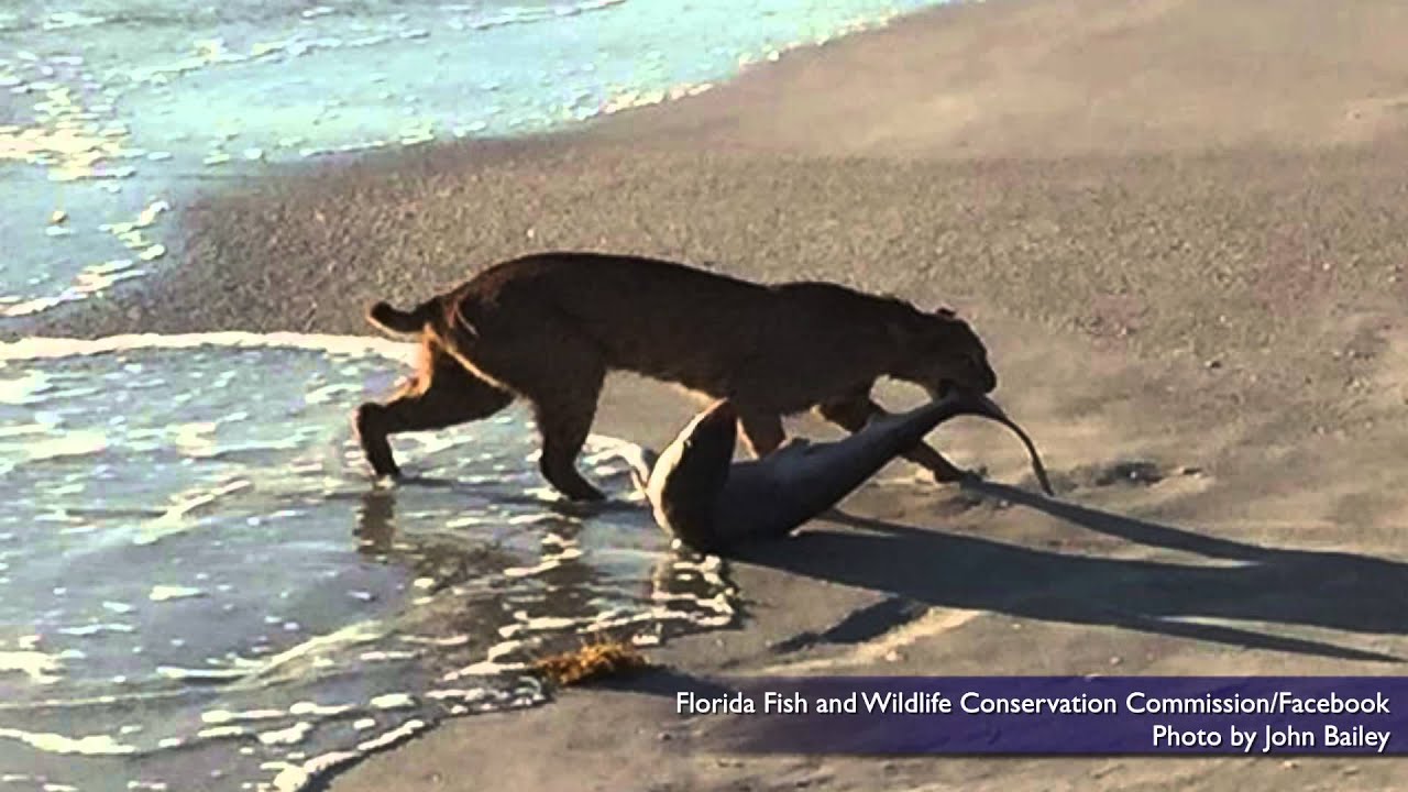 Amazing photo captures bobcat hauling a large shark out of the ocean