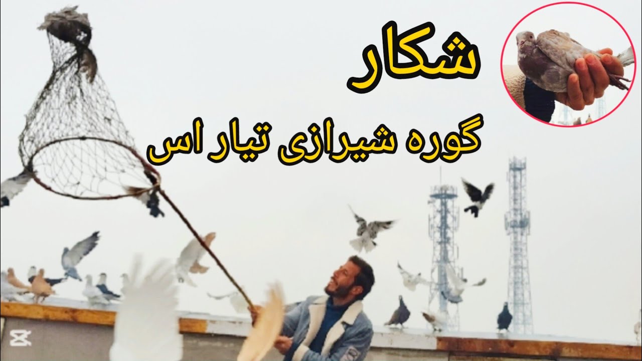 بازهم شکار  ،  گوره شیرازی خوب گشت میکنه  ،  ❤شوق شاهی❤