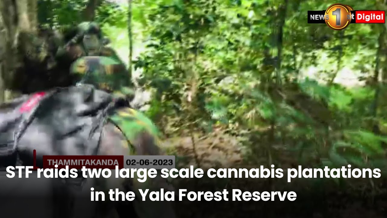 STF raids two large scale cannabis plantations in the Yala Forest Reserve