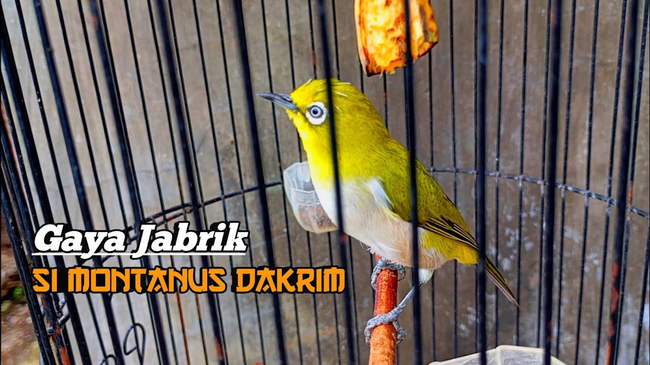PANCINGAN PLECI MONTY AGAR BUKA PARUH 🔥 Pasti Bikin Emosi Dan Birahi #terapipleci #pancinganpleci 