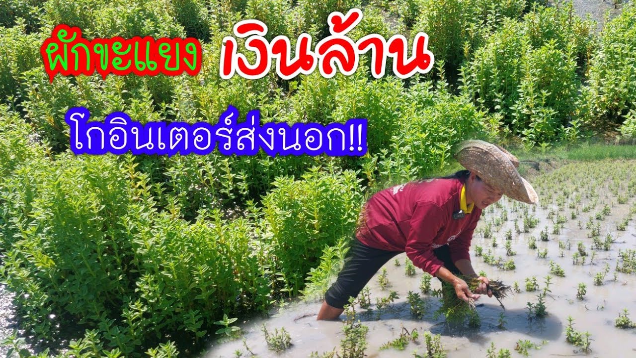 ผักขะแยงเงินล้าน!!กับความสำเร็จโกอินเตอร์ส่งนอก!!คนหาว่าบ้าจบปริญญามาทำเกษตร!!บ้าก็ได้ถ้ารายได้งาม