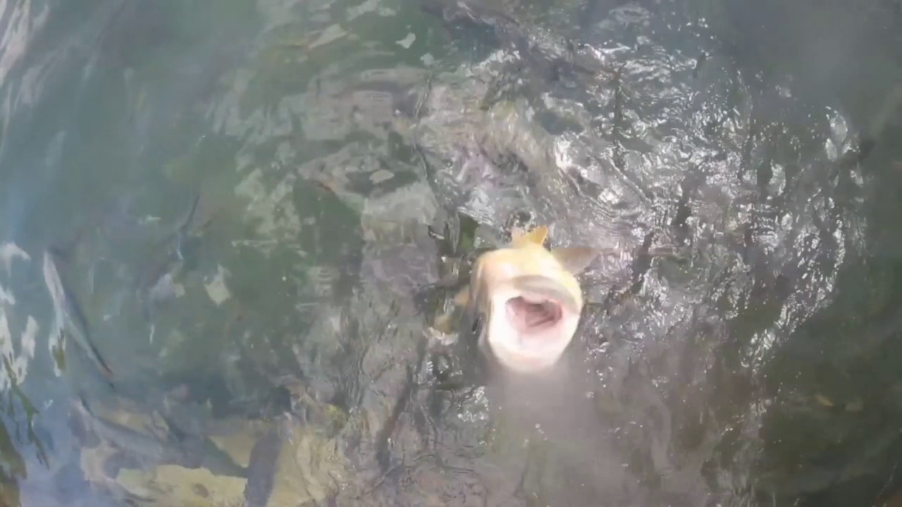 Bonito: Waterfalls and The Flying Fish